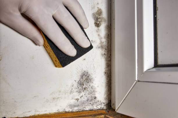 Trusted Howard City, MI Mold Removal Experts